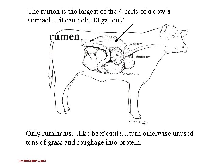 The rumen is the largest of the 4 parts of a cow’s stomach…it can