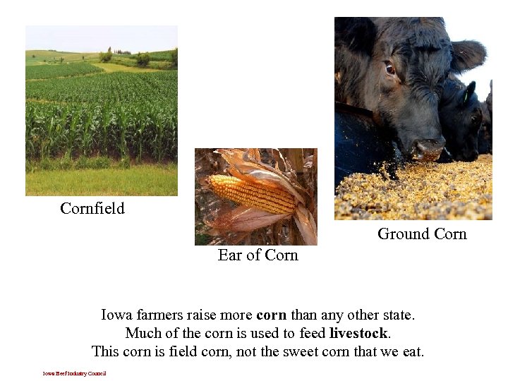 Cornfield Ground Corn Ear of Corn Iowa farmers raise more corn than any other