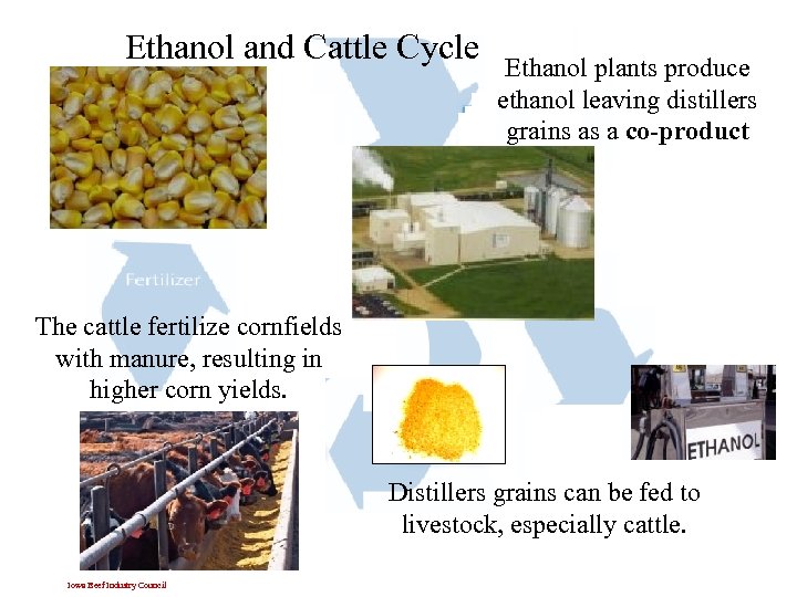 Ethanol and Cattle Cycle Ethanol plants produce ethanol leaving distillers grains as a co-product