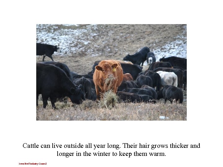 Cattle can live outside all year long. Their hair grows thicker and longer in
