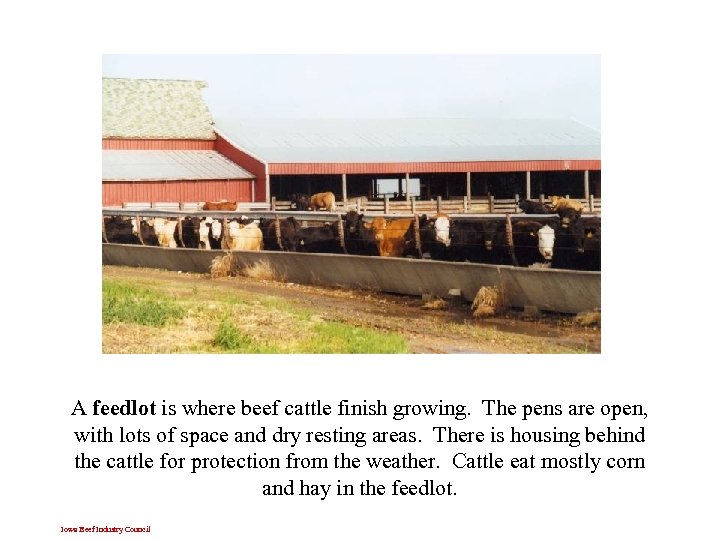 A feedlot is where beef cattle finish growing. The pens are open, with lots