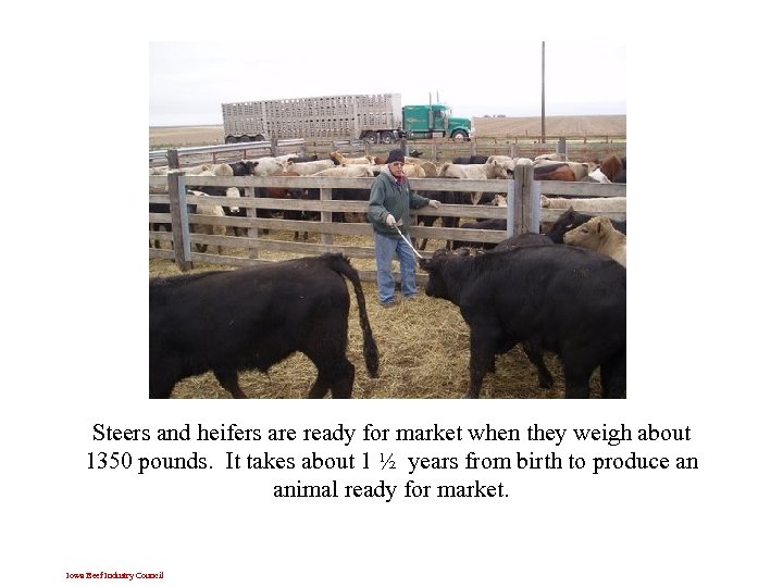 Steers and heifers are ready for market when they weigh about 1350 pounds. It