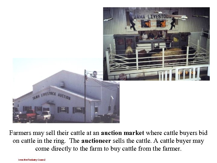 Farmers may sell their cattle at an auction market where cattle buyers bid on