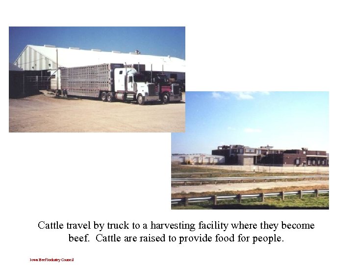 Cattle travel by truck to a harvesting facility where they become beef. Cattle are