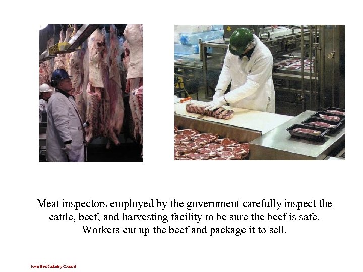 Meat inspectors employed by the government carefully inspect the cattle, beef, and harvesting facility