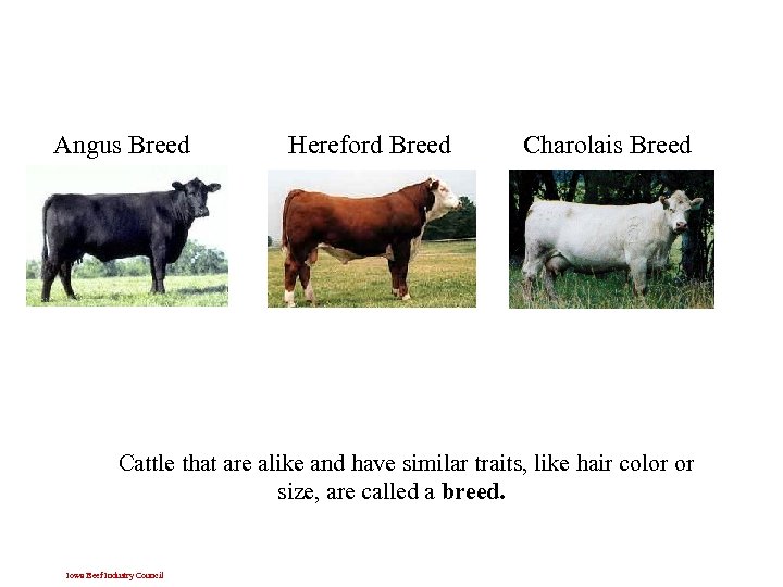 Angus Breed Hereford Breed Charolais Breed Cattle that are alike and have similar traits,