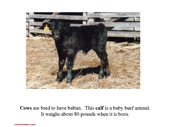 Cows are bred to have babies. This calf is a baby beef animal. It