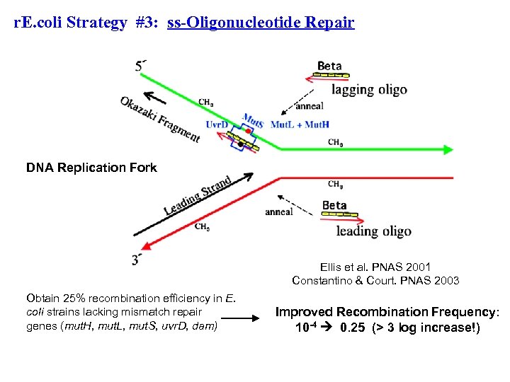 r. E. coli Strategy #3: ss-Oligonucleotide Repair DNA Replication Fork Ellis et al. PNAS