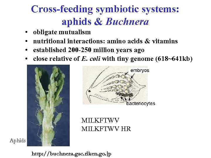 Cross-feeding symbiotic systems: aphids & Buchnera • • obligate mutualism nutritional interactions: amino acids