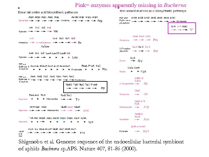 Pink= enzymes apparently missing in Bucherna Shigenobu et al. Genome sequence of the endocellular