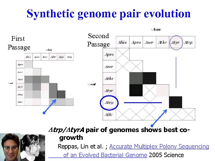 Synthetic genome pair evolution Second Passage First Passage trp/ tyr. A pair of genomes