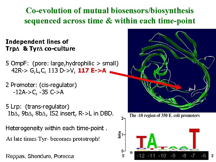 Co-evolution of mutual biosensors/biosynthesis sequenced across time & within each time-point Independent lines of