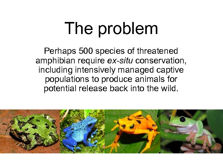 The problem Perhaps 500 species of threatened amphibian require ex-situ conservation, including intensively managed