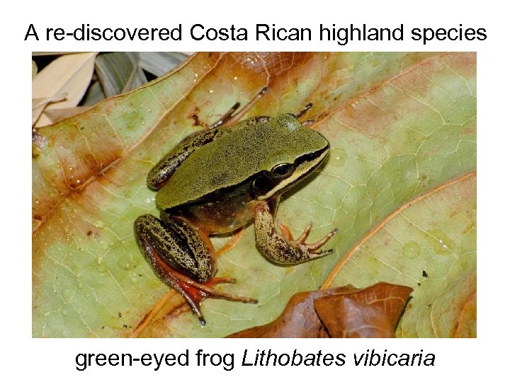 A re-discovered Costa Rican highland species The future green-eyed frog Lithobates vibicaria 