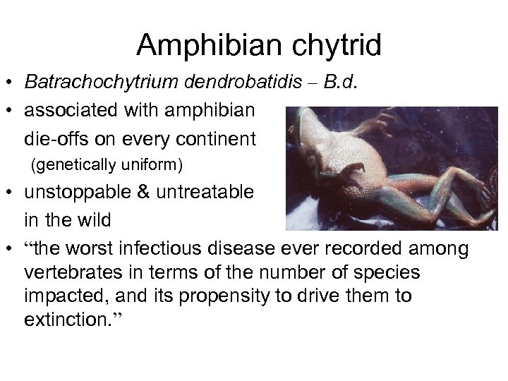 Amphibian chytrid • Batrachochytrium dendrobatidis – B. d. • associated with amphibian die-offs on