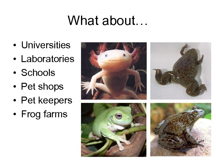 What about… • • • Universities Laboratories Schools Pet shops Pet keepers Frog farms