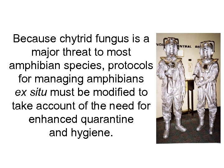 Because chytrid fungus is a major threat to most amphibian species, protocols for managing