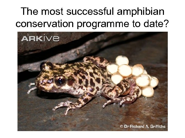 The most successful amphibian conservation programme to date? 