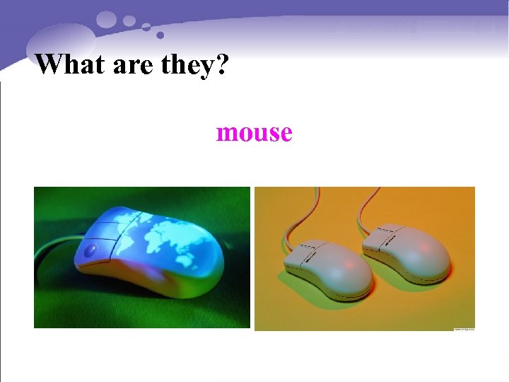 What are they? mouse 