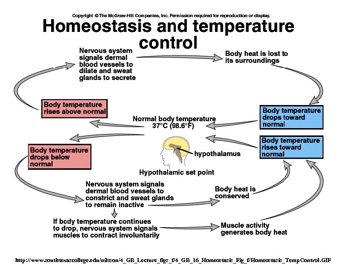 http: //www. southtexascollege. edu/nilsson/4_GB_Lecture_figs_f/4_GB_16_Homeostasis_Fig_f/Homeostasis_Temp. Control. GIF 