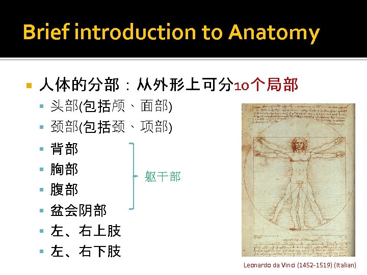 Brief introduction to Anatomy 人体的分部：从外形上可分10个局部 头部(包括颅、面部) 颈部(包括颈、项部) 背部 胸部 躯干部 腹部 盆会阴部 左、右上肢 左、右下肢