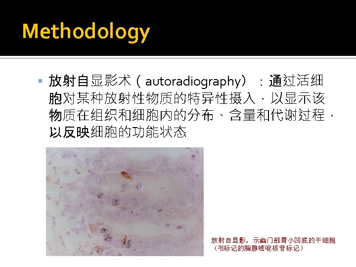 Methodology 放射自显影术（autoradiography）：通过活细 胞对某种放射性物质的特异性摄入，以显示该 物质在组织和细胞内的分布、含量和代谢过程， 以反映细胞的功能状态 放射自显影，示幽门部胃小凹底的干细胞 （3 H标记的胸腺嘧啶核苷标记） 