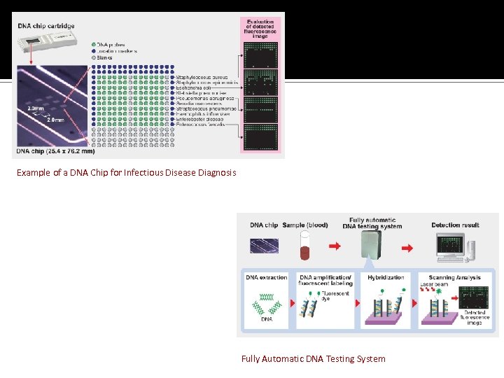 Example of a DNA Chip for Infectious Disease Diagnosis Fully Automatic DNA Testing System