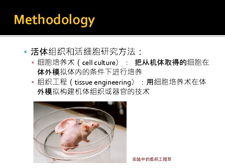 Methodology 活体组织和活细胞研究方法： ▪ 细胞培养术（cell culture）： 把从机体取得的细胞在 体外模拟体内的条件下进行培养 ▪ 组织 程（tissue engineering）：用细胞培养术在体 外模拟构建机体组织或器官的技术 实验中的组织 程耳