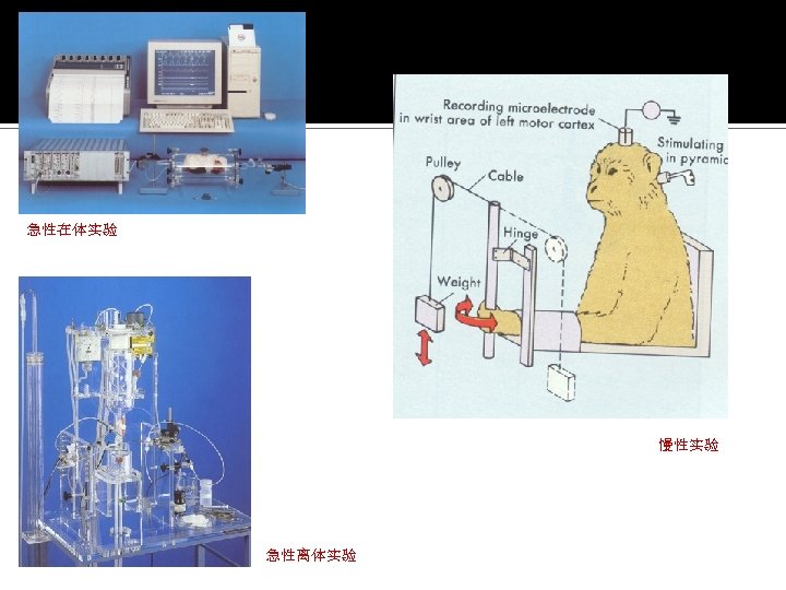 急性在体实验 慢性实验 急性离体实验 