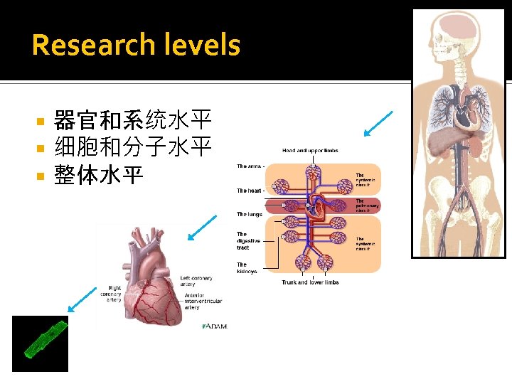 Research levels 器官和系统水平 细胞和分子水平 整体水平 