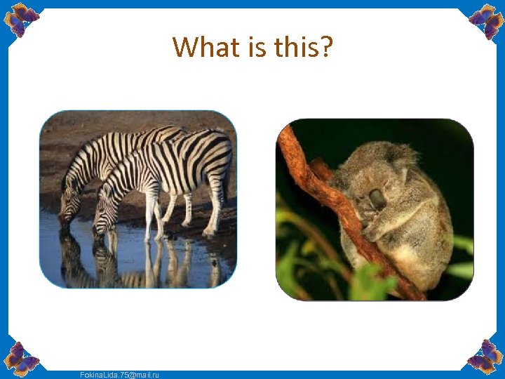 What is this? Fokina. Lida. 75@mail. ru 