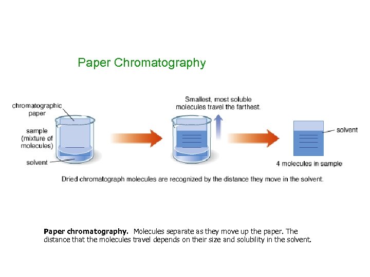 Paper Chromatography Paper chromatography. Molecules separate as they move up the paper. The distance