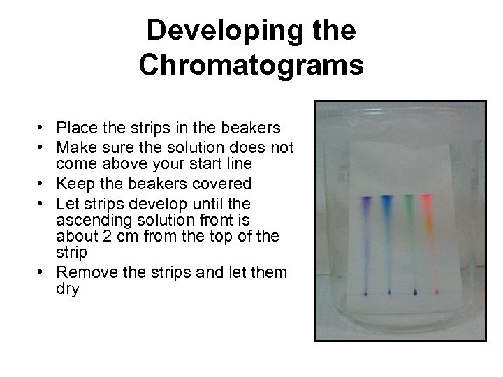 Developing the Chromatograms • Place the strips in the beakers • Make sure the