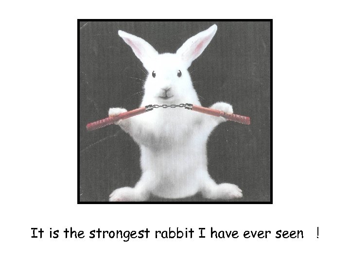 It is the strongest rabbit I have ever seen ! 