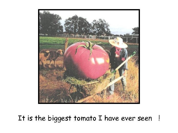 It is the biggest tomato I have ever seen ! 