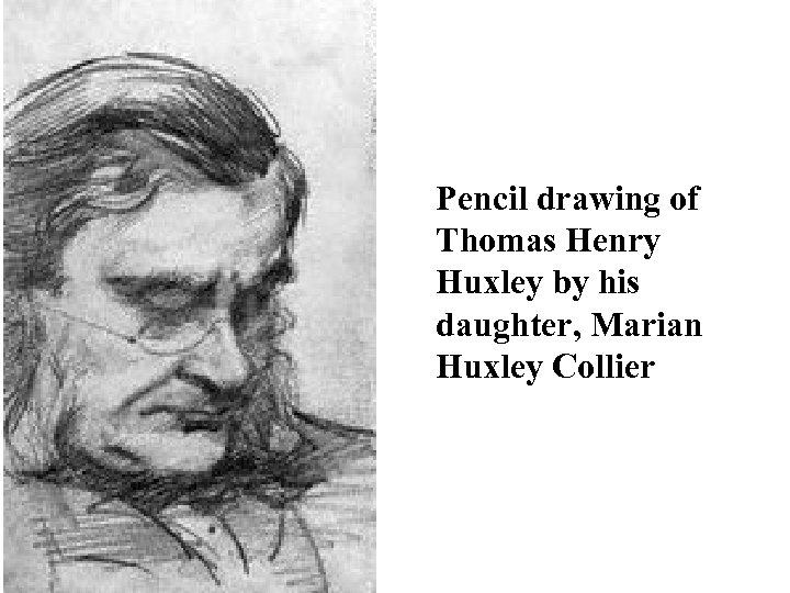 Pencil drawing of Thomas Henry Huxley by his daughter, Marian Huxley Collier 