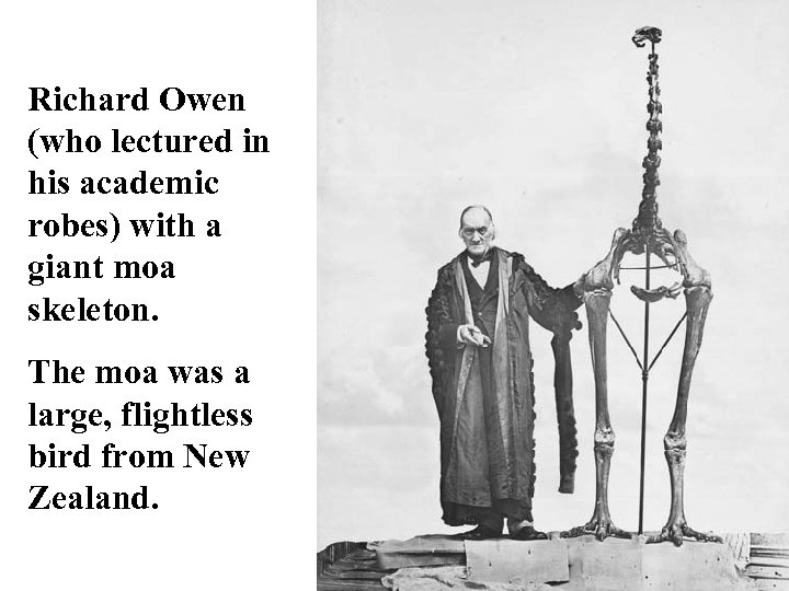 Richard Owen (who lectured in his academic robes) with a giant moa skeleton. The