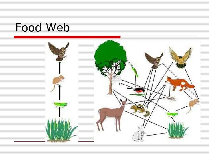 Food Web 