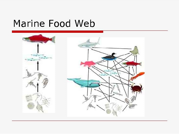 Marine Food Web 