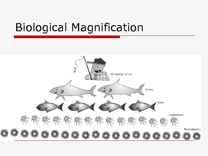 Biological Magnification 