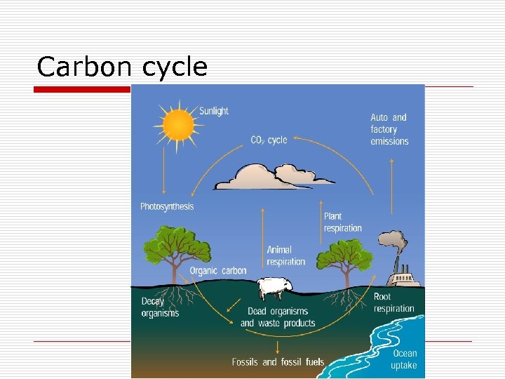 Carbon cycle 