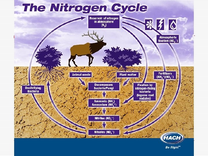 Nitrogen cycle 