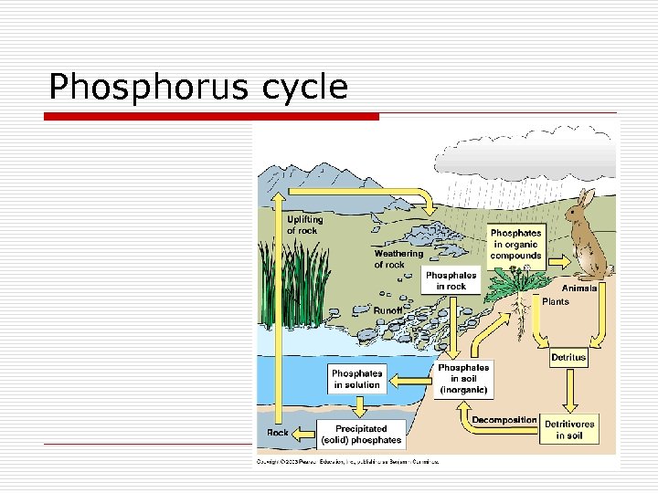 Phosphorus cycle 