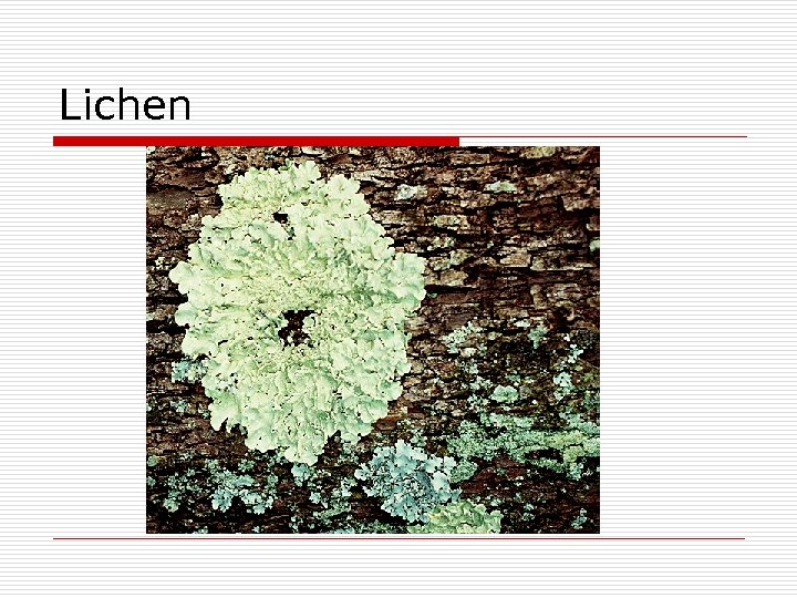 Lichen 