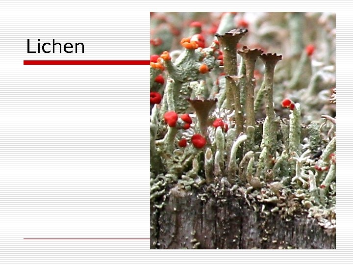 Lichen 