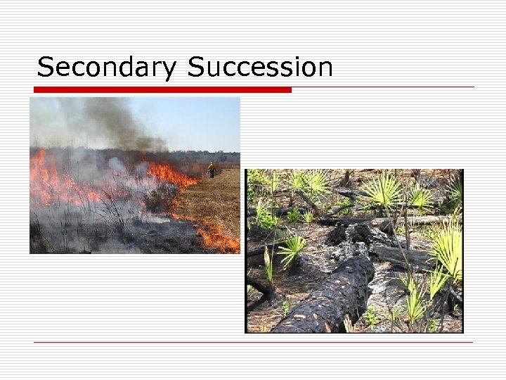 Secondary Succession 