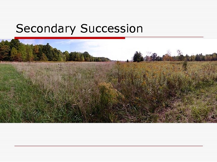 Secondary Succession 