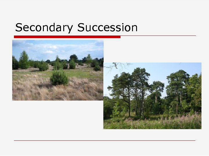 Secondary Succession 