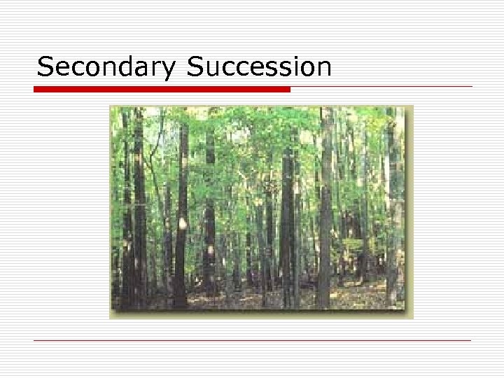 Secondary Succession 