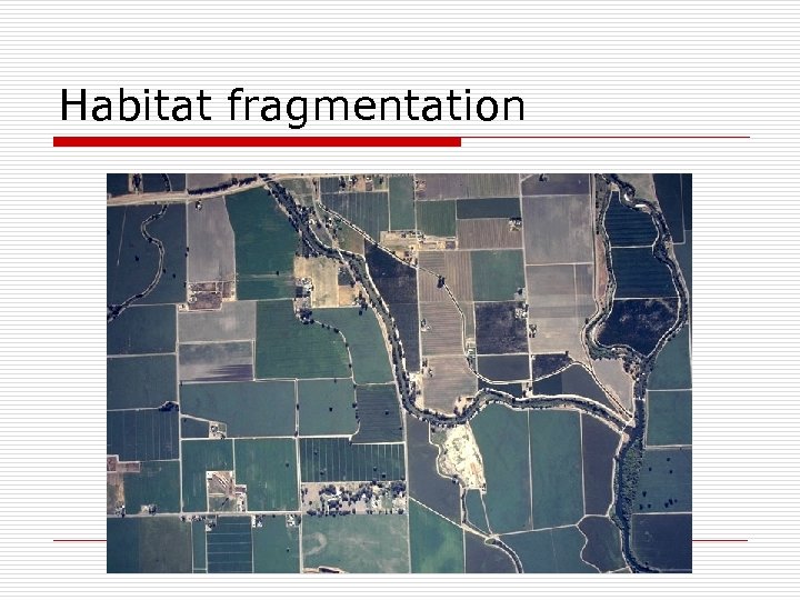 Habitat fragmentation 